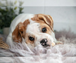 Puppy Barney Beabull