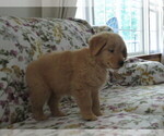 Small #4 Golden Retriever