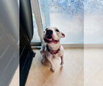 Small #16 American Staffordshire Terrier Mix
