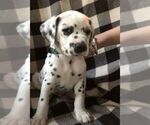 Small Photo #1 Dalmatian Puppy For Sale in JACKSONVILLE, FL, USA