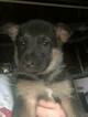 Small Photo #3 German Shepherd Dog Puppy For Sale in ROANOKE, VA, USA