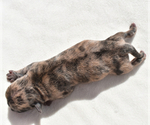 Small #4 Pug