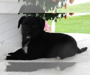 Poodle (Standard)-Rat Terrier Mix Puppy for sale in FREDERICKSBURG, OH, USA