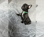Small Photo #17 Faux Frenchbo Bulldog Puppy For Sale in GREENEVILLE, TN, USA