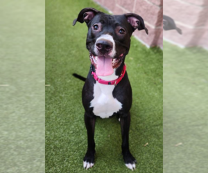 American Pit Bull Terrier-Labrador Retriever Mix Dogs for adoption in Princeton, MN, USA