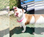 Small American Staffordshire Terrier Mix
