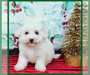 Maltipoo Puppy for sale in TAYLOR, TX, USA