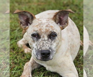 Mutt Dogs for adoption in Canton, CT, USA