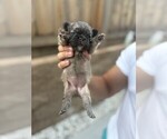 Small #19 French Bulldog