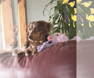 Father of the Dachshund puppies born on 09/30/2025