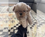 Small Photo #1 Shih Tzu Puppy For Sale in HARTSVILLE, SC, USA