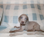 Small #6 Weimaraner