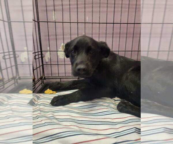 Medium Photo #1 Mutt Puppy For Sale in Evansville, IN, USA