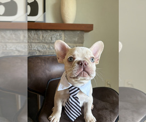French Bulldog Puppy for sale in COCKEYSVILLE, MD, USA