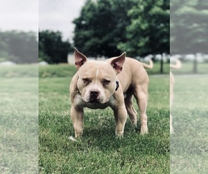 Father of the American Bully Mikelands  puppies born on 11/25/2019