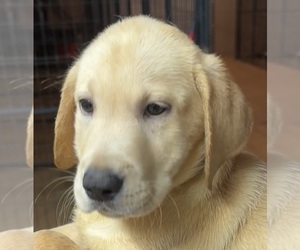 Labrador Retriever Puppy for sale in FORT MC COY, FL, USA
