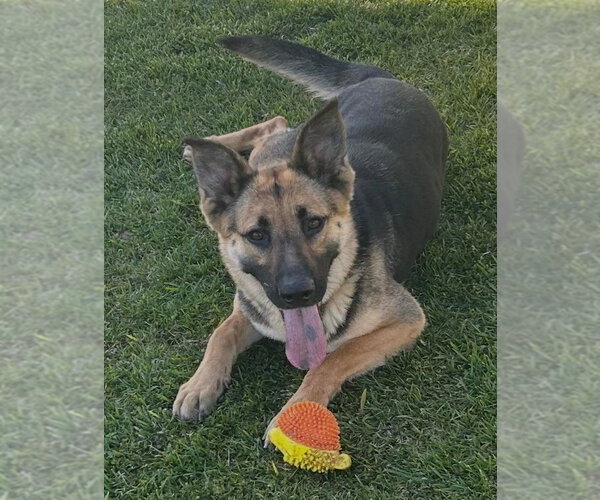 Medium Photo #1 German Shepherd Dog Puppy For Sale in Modesto, CA, USA