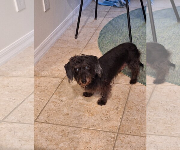 Medium Photo #2 Dachshund Puppy For Sale in Tampa, FL, USA