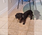 Small #1 Dachshund