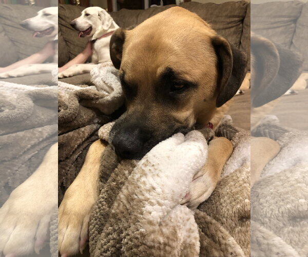 Medium Photo #5 Black Mouth Cur-Unknown Mix Puppy For Sale in Wakefield, RI, USA