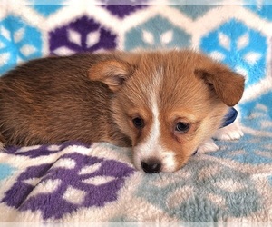 Medium Pembroke Welsh Corgi