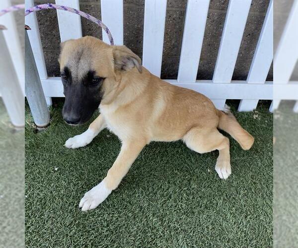 Medium Photo #1 Anatolian Shepherd-Unknown Mix Puppy For Sale in Modesto, CA, USA