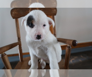 Australian Cattle Dog Puppy for sale in ANN ARBOR, MI, USA