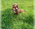 Small #1 Dachshund