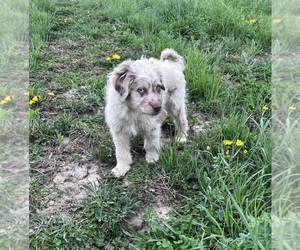 Aussiedoodle Miniature  Puppy for Sale in UNIONVILLE, Iowa USA