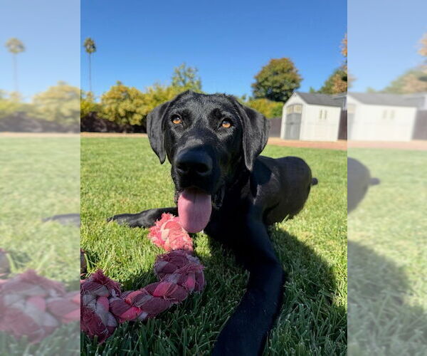 Medium Photo #6 German Shorthaired Lab Puppy For Sale in San Diego, CA, USA