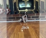 Puppy Jack Beagle