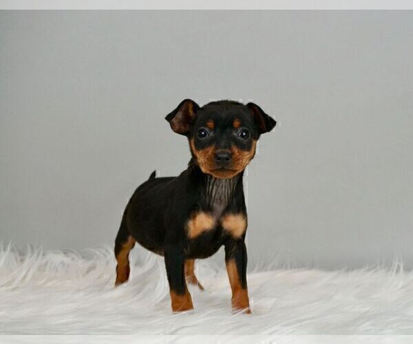 Medium Photo #3 Miniature Pinscher Puppy For Sale in WARSAW, IN, USA