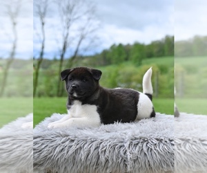 Akita Puppy for sale in MILLERSBURG, OH, USA