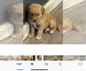 Golden Retriever Puppy for sale in SCOTTSDALE, AZ, USA
