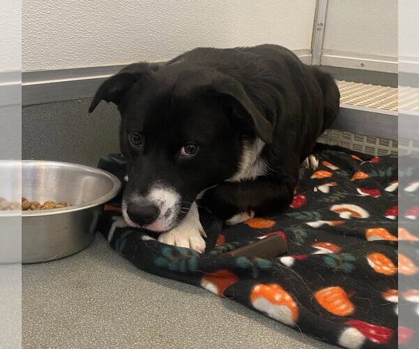 Medium Photo #3 Labrador Retriever-Unknown Mix Puppy For Sale in Bryant, AR, USA