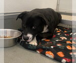 Small #2 Labrador Retriever Mix