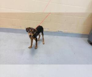Doberman Pinscher-Unknown Mix Dogs for adoption in Tulsa, OK, USA