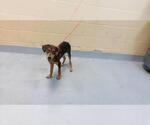 GUPPY PUPPY - Female Doberman Pinscher-Unknown Mix Dog for Adoption - Small photo