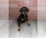 Small #8 Doberman Pinscher