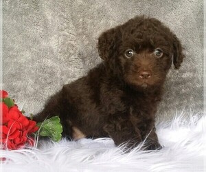 Miniature Labradoodle Puppy for sale in FREDERICKSBG, OH, USA