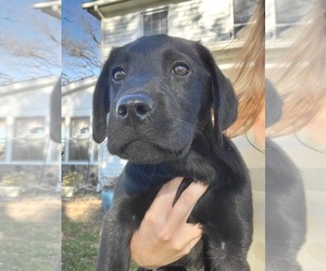 Labrador Retriever Puppy for sale in APPOMATTOX, VA, USA