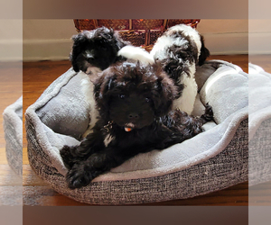Cavapoo Puppy for sale in CHESAPEAKE, VA, USA