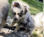 Small Photo #6 Maltipom Puppy For Sale in HAMPTON, VA, USA