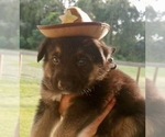 Small Photo #8 German Shepherd Dog Puppy For Sale in LIVE OAK, FL, USA