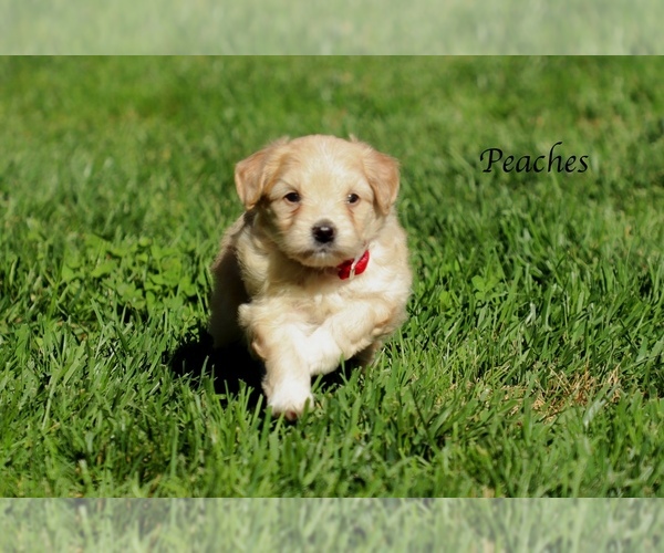 Medium Photo #4 F2 Aussiedoodle Puppy For Sale in SUISUN CITY, CA, USA