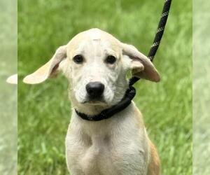 Labrador Retriever-Unknown Mix Dogs for adoption in Yardley, PA, USA