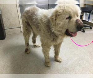 Chow Chow-Great Pyrenees Mix Dogs for adoption in Riverside, CA, USA