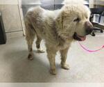 Small Chow Chow-Great Pyrenees Mix