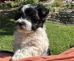 Small #7 Havanese