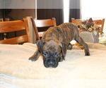 Small Photo #1 Boxer Puppy For Sale in ORLEANS, MI, USA